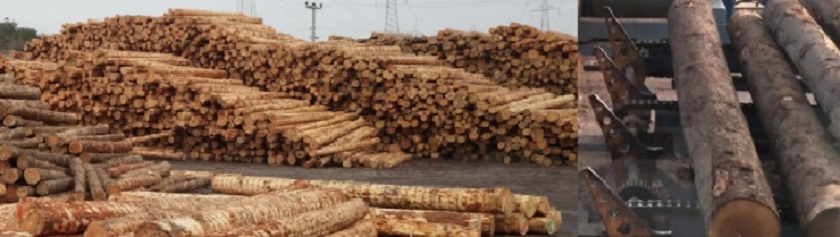 Wood-Lumber Industry